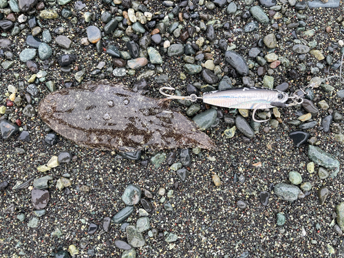 シタビラメの釣果