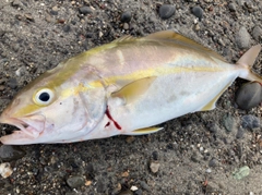 ショゴの釣果