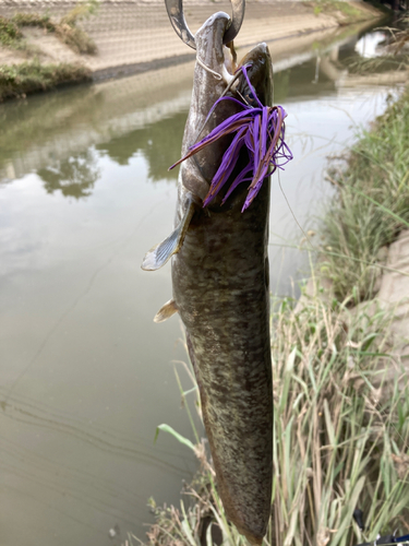 ナマズの釣果