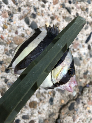 シマダイの釣果