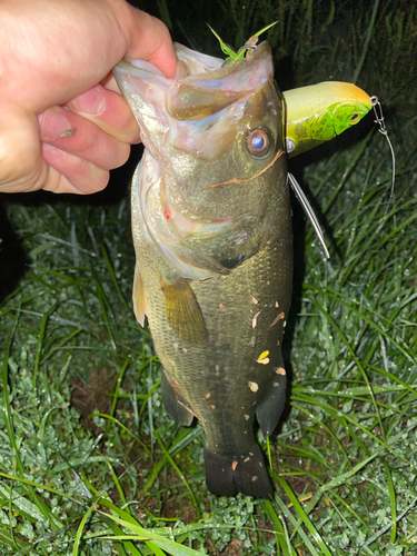 ブラックバスの釣果