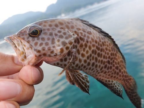 オオモンハタの釣果