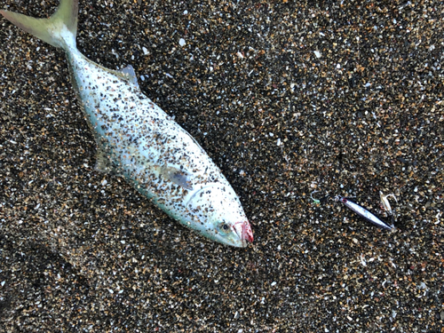 ツバスの釣果