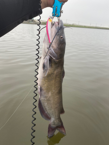 アメリカナマズの釣果