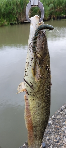 ナマズの釣果