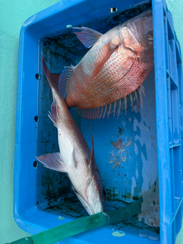 マダイの釣果