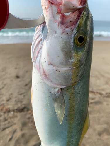 ワカシの釣果