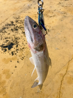 エソの釣果