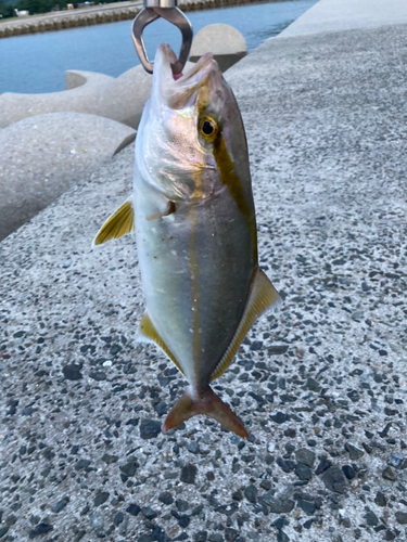 ネリゴの釣果