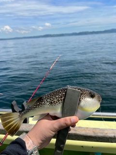 ショウサイフグの釣果