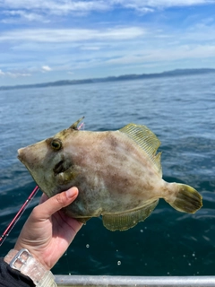 カワハギの釣果