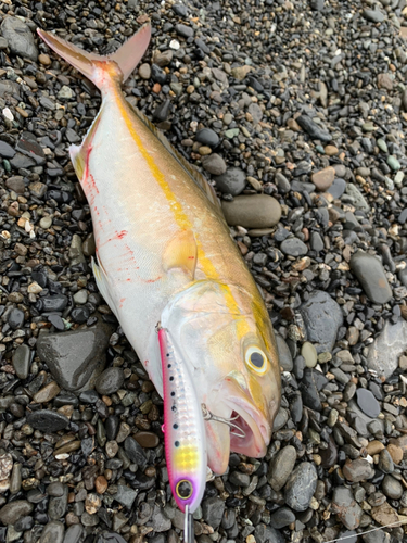 ショゴの釣果