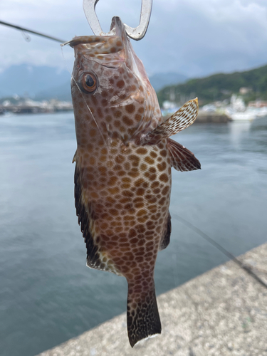 オオモンハタの釣果