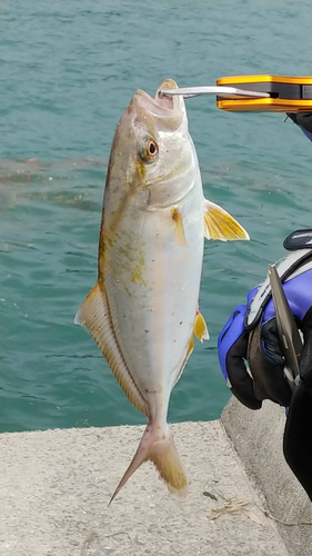 ショゴの釣果