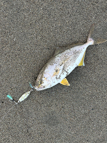 ショゴの釣果