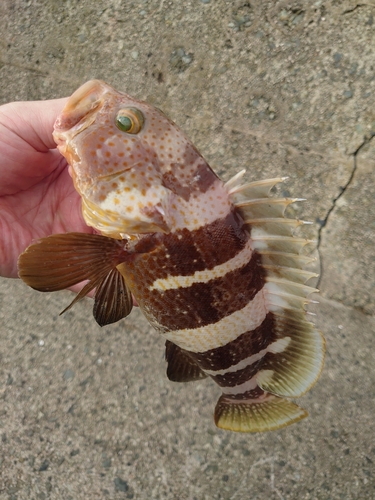 マハタの釣果