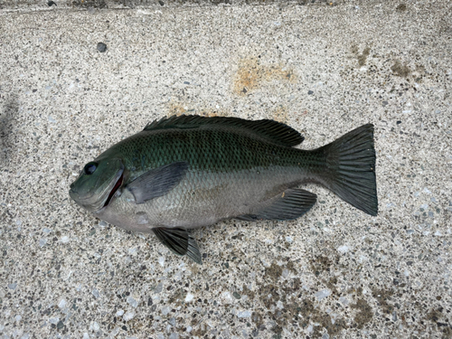 グレの釣果