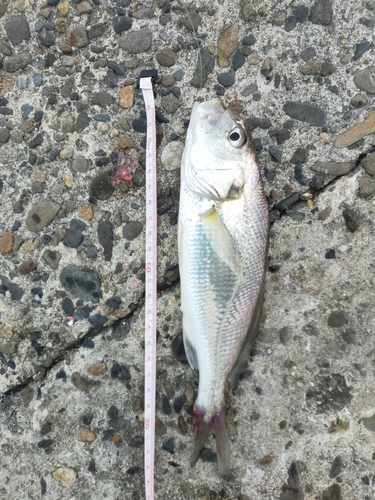 イシモチの釣果