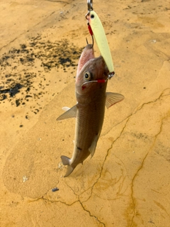 エソの釣果