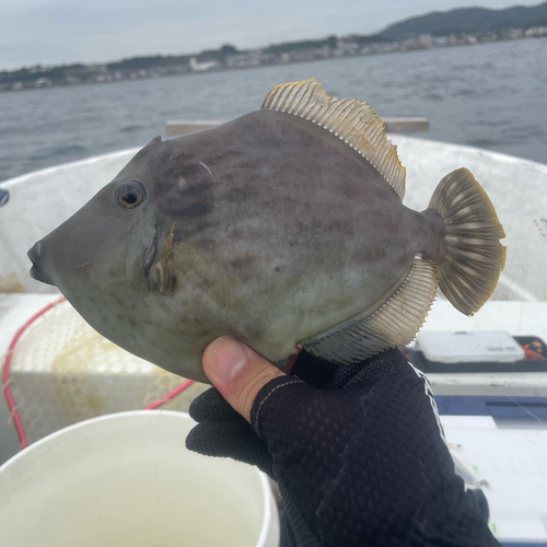 カワハギの釣果