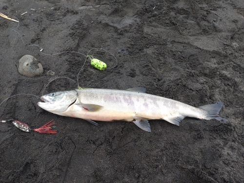 サケの釣果