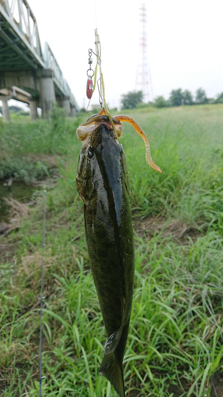 スモールマウスバス