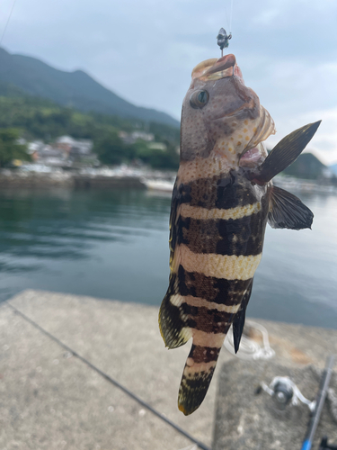 アオハタの釣果