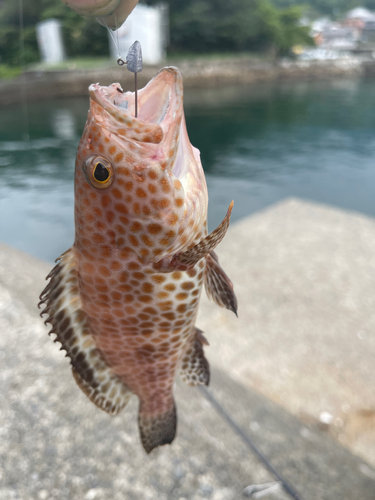 オオモンハタの釣果