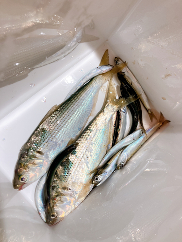 コノシロの釣果