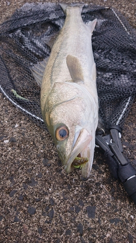 スズキの釣果