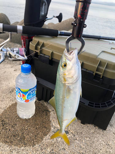 ツバスの釣果