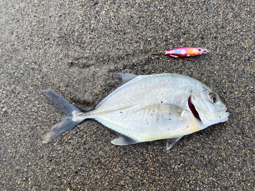 メッキの釣果