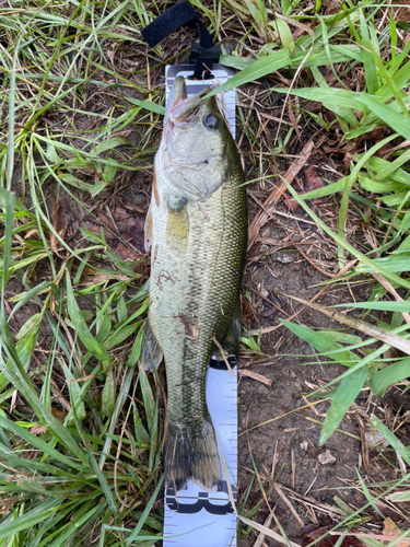 ブラックバスの釣果