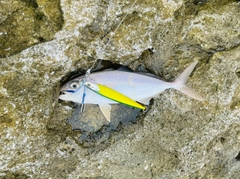 ショゴの釣果