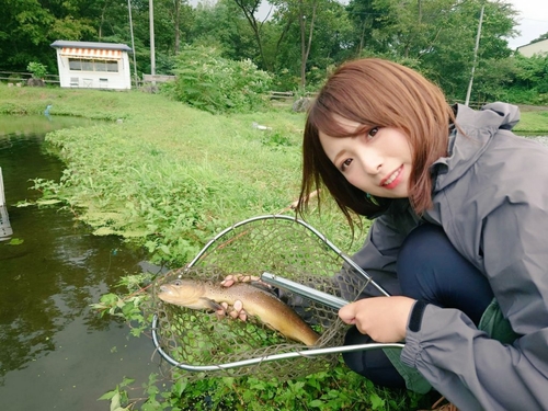 ブラウントラウトの釣果