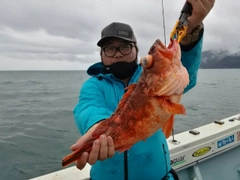 オニカサゴの釣果