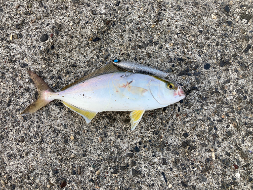 ショゴの釣果