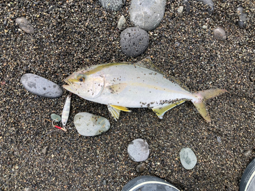 ショゴの釣果