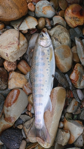 ヤマメの釣果