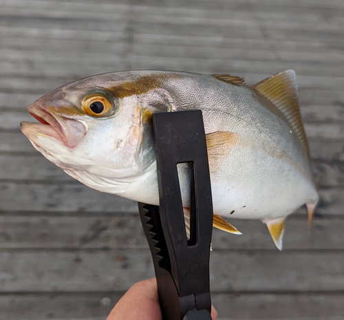 ショゴの釣果