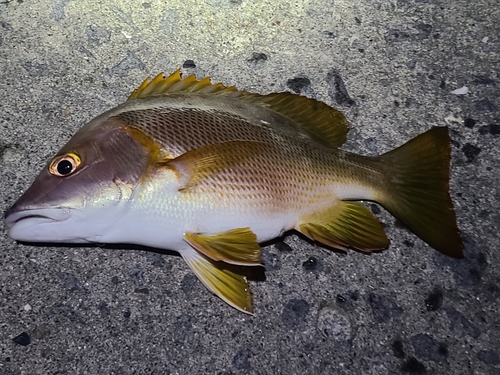 シブダイの釣果