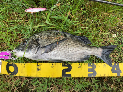 クロダイの釣果