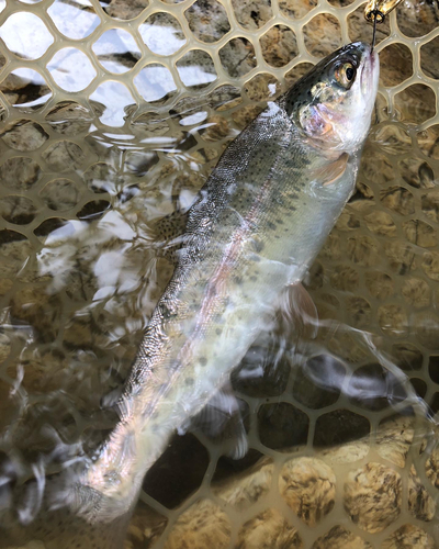 ニジマスの釣果