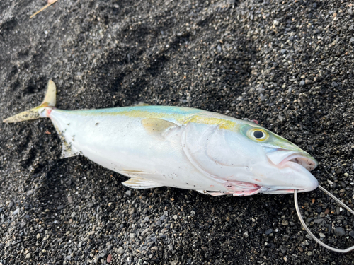 ワカシの釣果