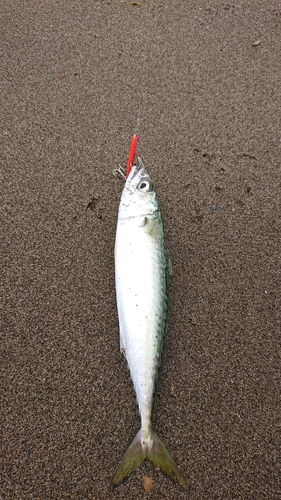 サバの釣果