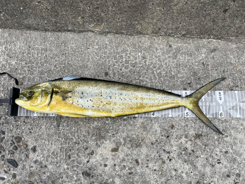 シイラの釣果