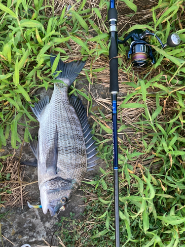 チヌの釣果