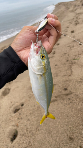 ワカシの釣果