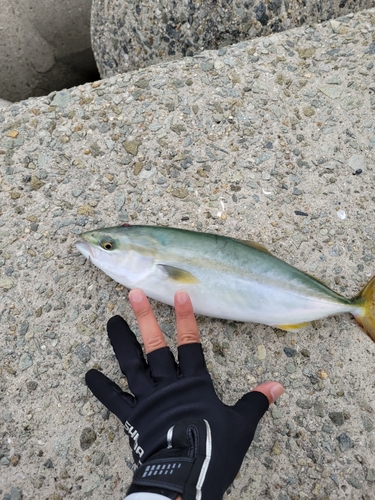 ツバスの釣果