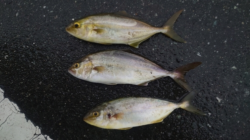 ショゴの釣果